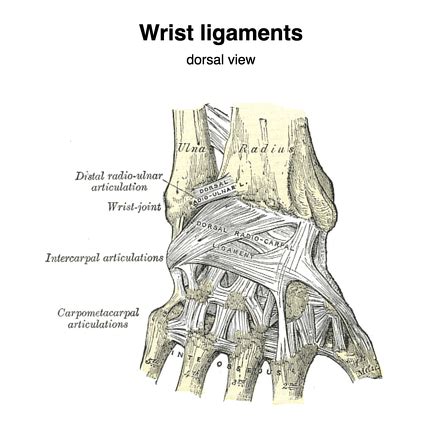 Ligament Photo