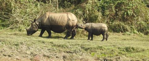 Rhino Conservation in Nepal | Projects Abroad