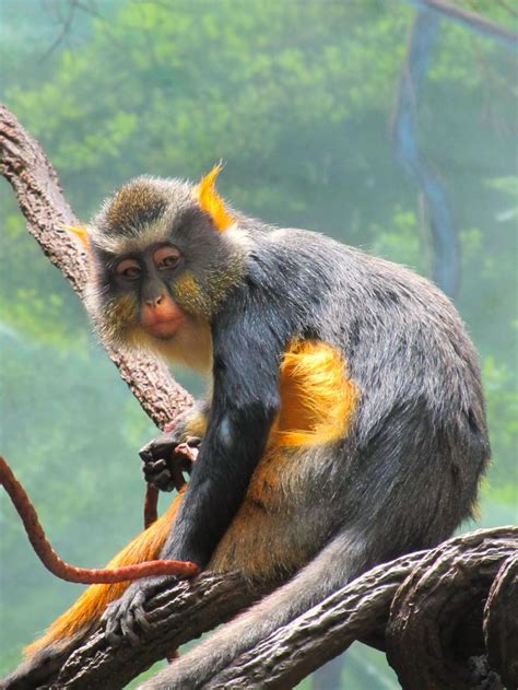 Wolf's Monkey, taken at the Congo Forest, Bronx Zoo, NYC | Pet monkey, Monkey pictures, African ...