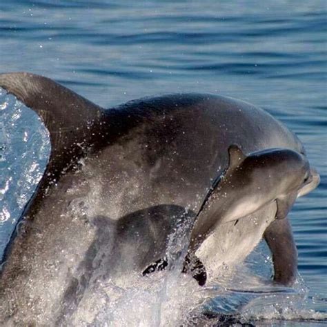 PORPOISE.....a small toothed whales that are very closely related to ...