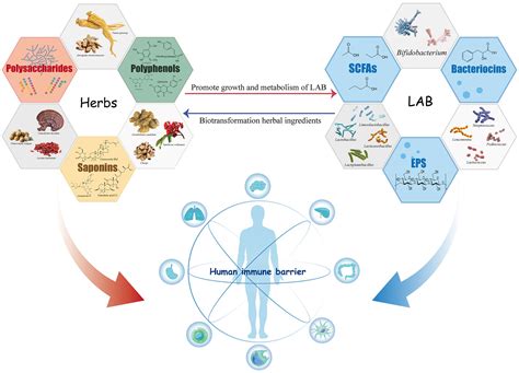 Frontiers | New insights into immunomodulatory properties of lactic ...