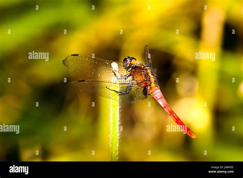 fear illustration Stock Photo - Alamy