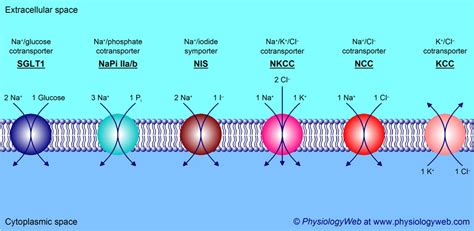 Secondary Active Transport - PhysiologyWeb