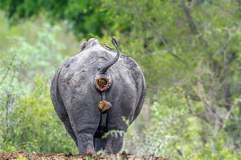 70+ White Rhino From Behind Stock Photos, Pictures & Royalty-Free ...