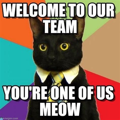 How to Make a New Hire Feel Special | Business cat, Work memes ...