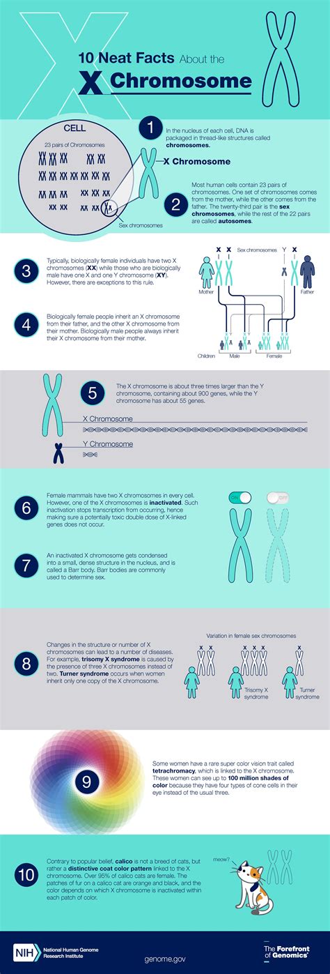 Xx Xy Genetics Pdf