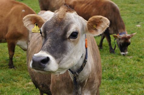 Download free photo of Jersey cow, jersey-cow, jersey-race, jersey channel islands, the cow ...