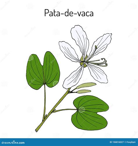 Brazilian Orchid Tree, or Pata-de-vaca Bauhinia Forficata , Medicinal Plant Stock Vector ...