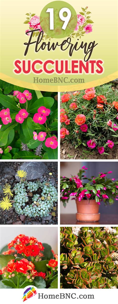 Low-Maintenance Flowering Succulents — Homebnc