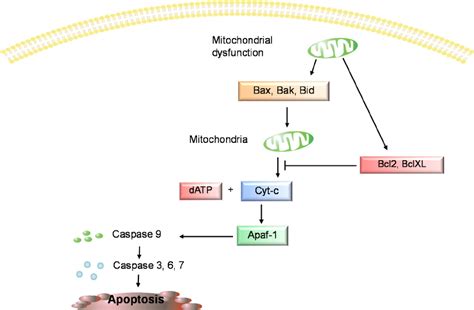 The intrinsic pathway of apoptosis. Bcl-2: B-cell lymphoma-2; Bcl-XL ...