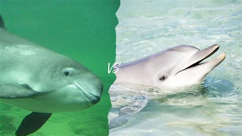 The differences between dolphins and porpoises (and how you can be cool to both) — A Dolphin Pod