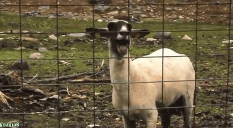 Bleat Bleating GIF by Random Goat - Find & Share on GIPHY