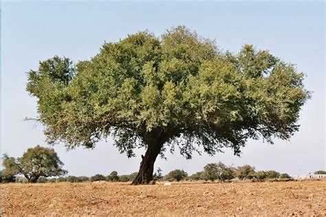 BEAUTIFUL YOU: Argan oil ~ from Morocco's Tree of Life