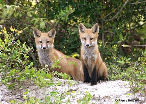 13 best images about Georgia Wildlife on Pinterest | Dune, Red overalls ...