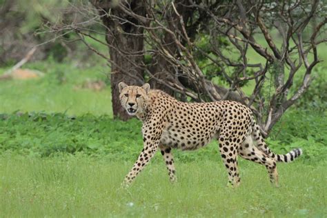 Samburu Animals – Samburu National Reserve