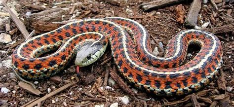 What do garden snakes look like- Are they poisonous - Garden Bagan