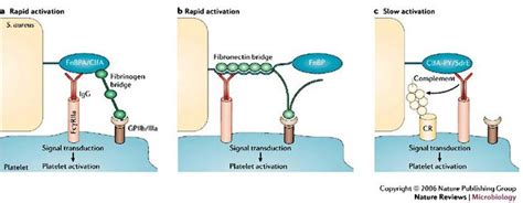 Sample Essay on Fibronectin Binding Protein A - Essayhomworkhelp.org ...