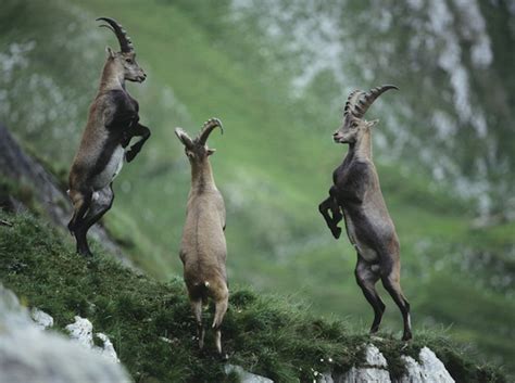 Flora and Fauna - Mont Blanc TreksMont Blanc Treks