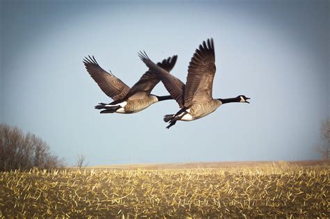 Duck Hunting Supplies and Retriever Training Gear | Snow goose hunting, Snow goose, Waterfowl ...