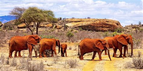 Tsavo East National Park | Brilliant Africa