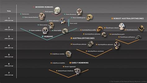 El árbol de la filogenia humana | Human evolution, Human evolution tree, Evolution