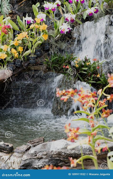 Waterfall Garden Adorned with Orchids on a Natural Background Stock Photo - Image of cold ...