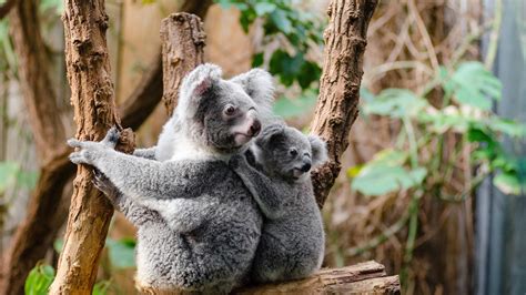 Koalas Dying From Chlamydia No Laughing Matter - EasySTD