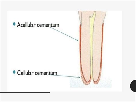 Oral Histology - Cementum