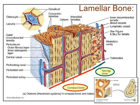 Pathology of Trauma