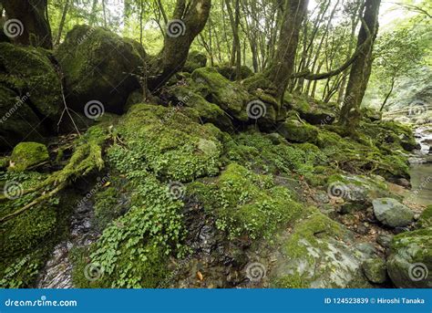 Mossy Rock Texture Royalty-Free Stock Photo | CartoonDealer.com #71036979