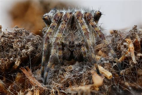 Spider in its natural habitat. Photo by © Andrey Shapovalov. Макрофотография паука в своей ...