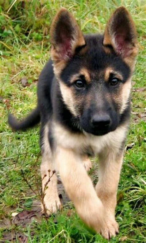 German Shepherd Puppies for sale in UK | 102 used German Shepherd Puppies