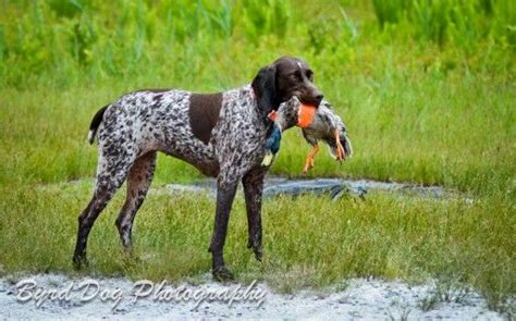 Perfect bird dog! German Shorthaired Pointer | Duck hunting dogs, Hunting dogs, Hunting dogs ...