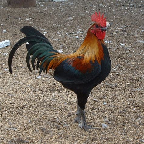 Old English Game For Sale | Chickens | Breed Information | Omlet