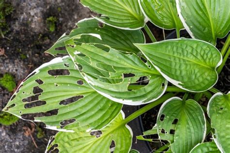 Hostas: Sun Tolerant and Slug Resistant - Florissa