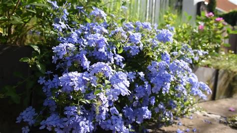 Plumbago Auriculata Stock Video Footage - 4K and HD Video Clips ...