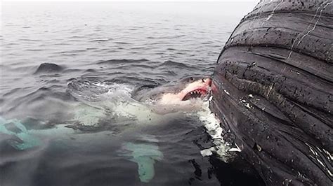 Watch a Great White Shark Binge Eat a Whale Carcass