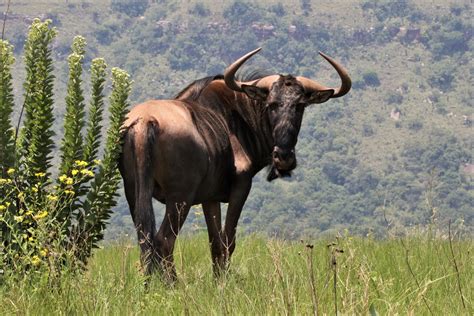 Blue Wildebeest-001 - Greenwings Wildlife Holidays