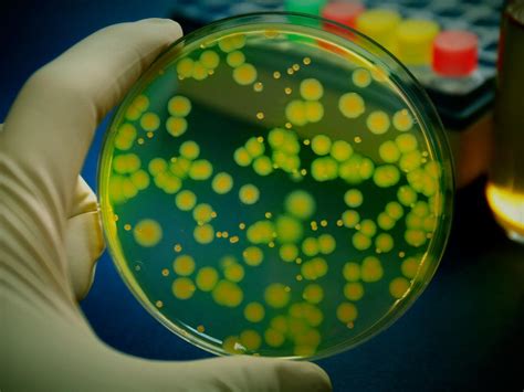 Pseudomonas Aeruginosa Infection: Symptoms and Treatment