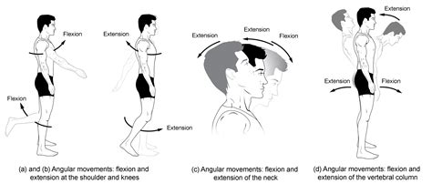 12.6: Types of Body Movements - Biology LibreTexts