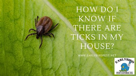 How Do I Know if There are Ticks in My House?