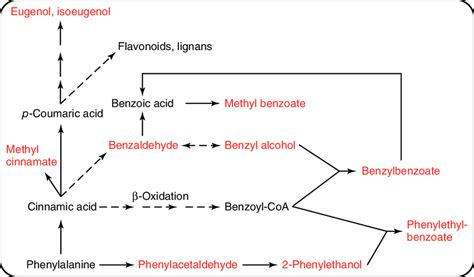 The benzenoid network and its relationship to phenylpropanoid... | Download Scientific Diagram