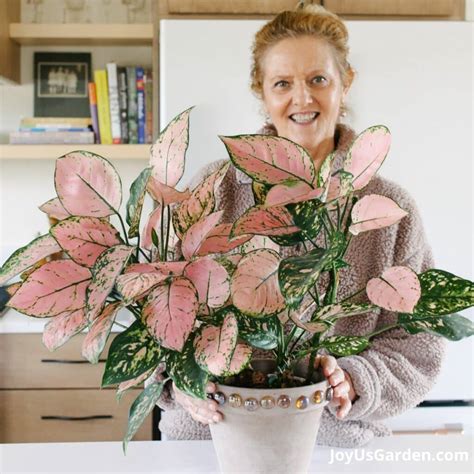 Aglaonema Lady Valentine (Pink Agalonema) Care Guide 2024