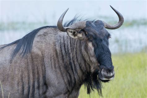 Blue Wildebeest Facts - CRITTERFACTS