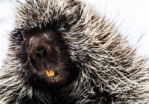 Why Do Porcupines Have Brown Teeth? (Interesting Facts)