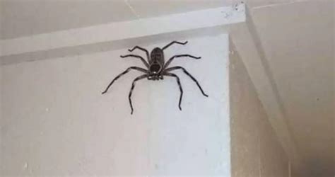 Giant Huntsman Spider Size