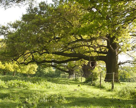 English Oak and its use in traditional buildings by Brien Walker FRICS