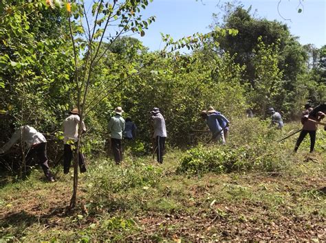 Manual removal of invasive plants instead of using heavy machinery | PANORAMA