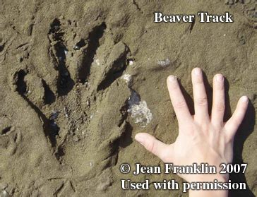 Animal Tracks - Beaver Tracks (Castor canadensis)