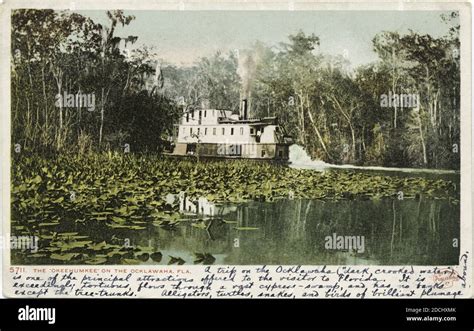 The Okeehumkee on the Ocklawaha, Florida, still image, Postcards, 1898 - 1931 Stock Photo - Alamy